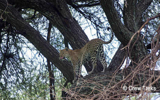 Safari meets Mt Kilimanjaro, Tanzania, Africa
